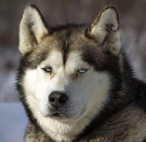 娱乐吃瓜小八哥是谁啊小说,揭秘网络小说中的神秘角色