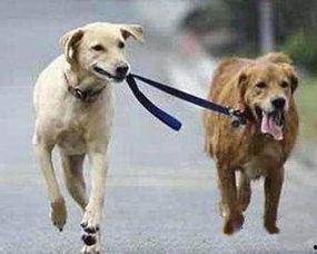 娱乐吃瓜酱安乐狗狗,娱乐吃瓜酱的温馨故事